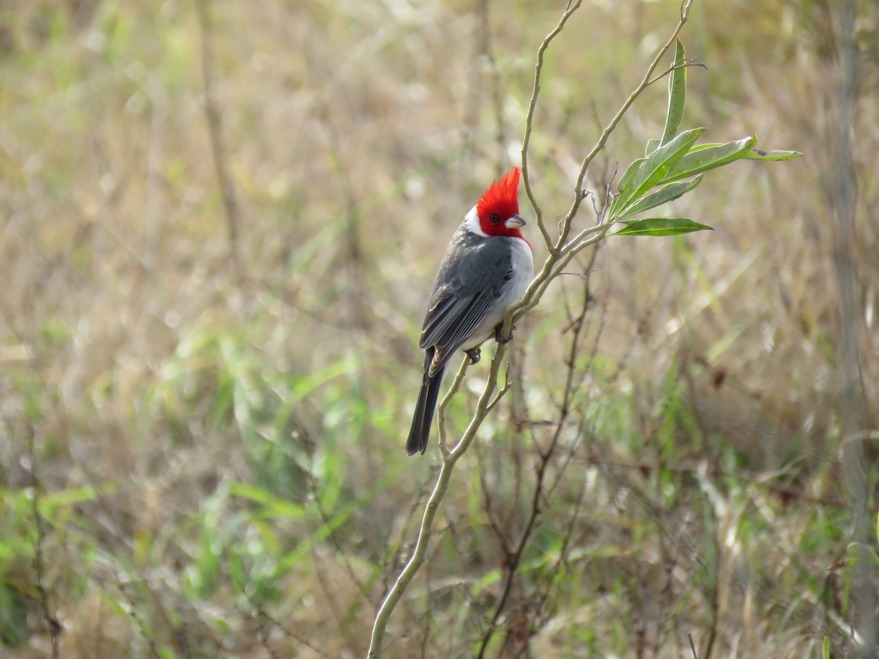Foto Cardenal Común