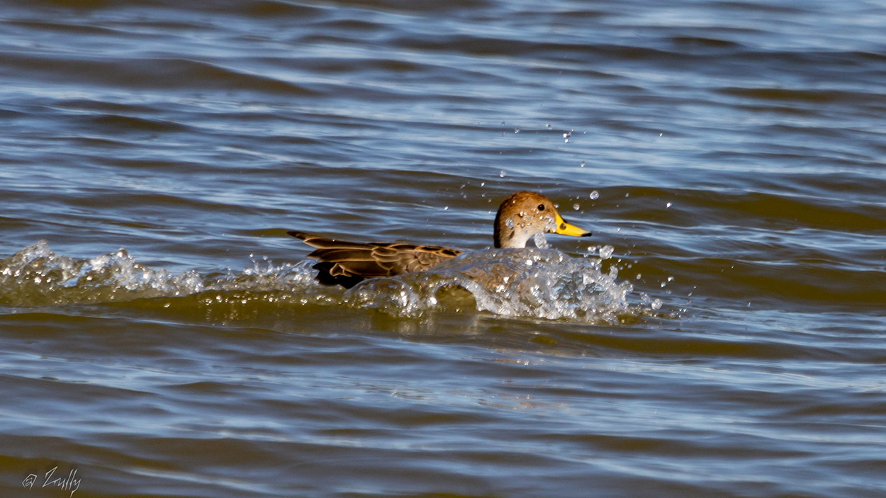 Foto Pato Maicero