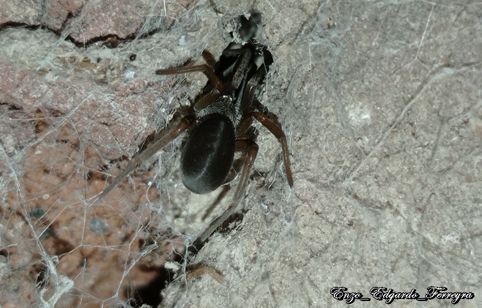 Photo Araña de los Timbres