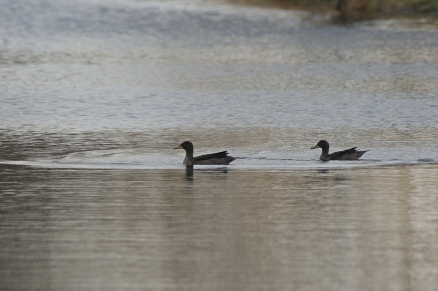 Photo Pato Barcino