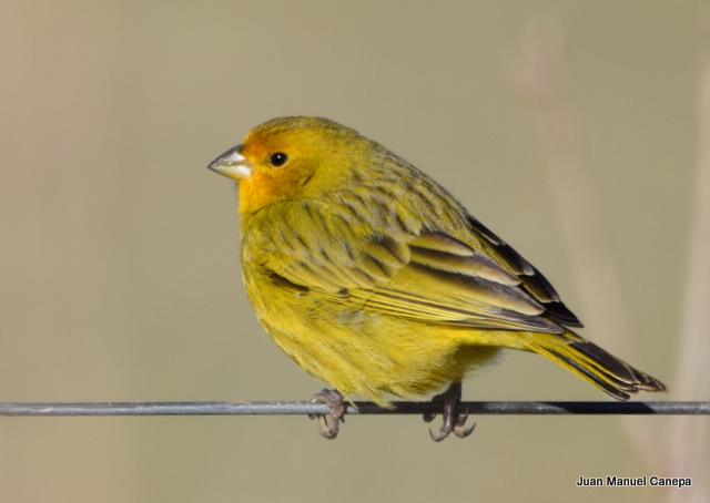 Photo Jilguero Dorado