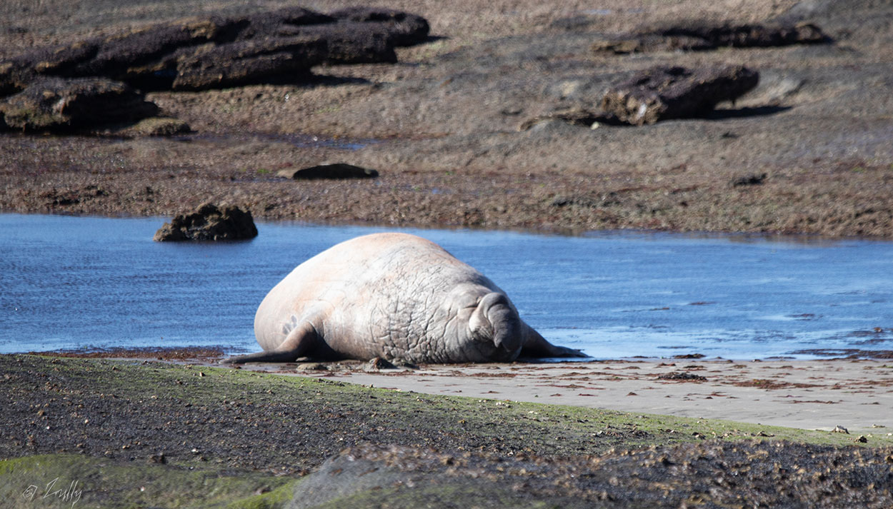 Foto Elefante Marino del Sur