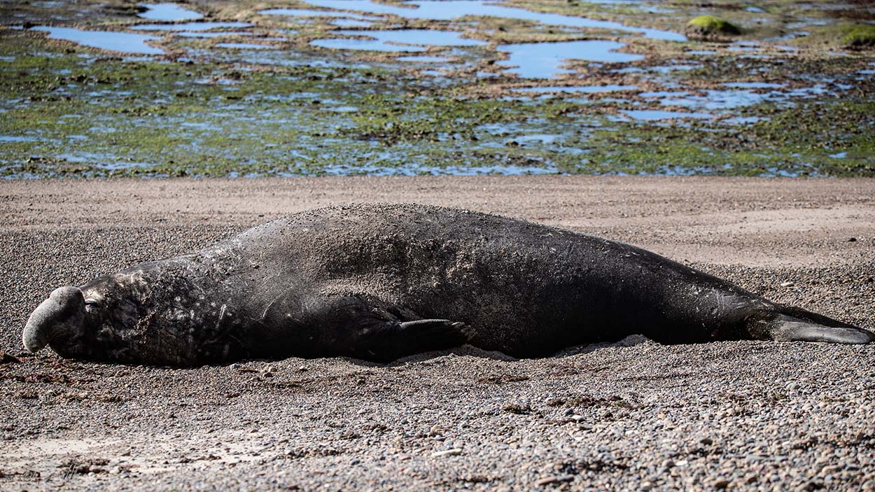 Foto Elefante Marino del Sur