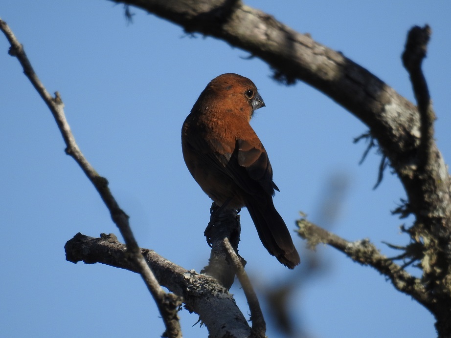 Photo Reinamora Grande