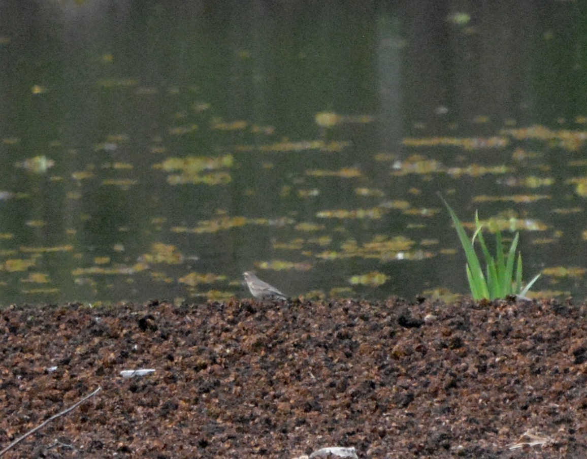 Photo Remolinera Común