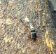 Neoclytus ypsilon