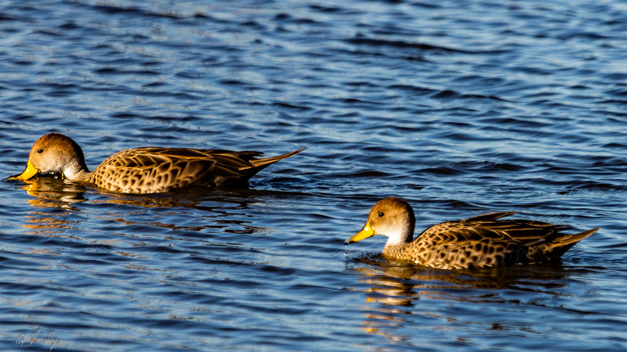 Photo Pato Maicero