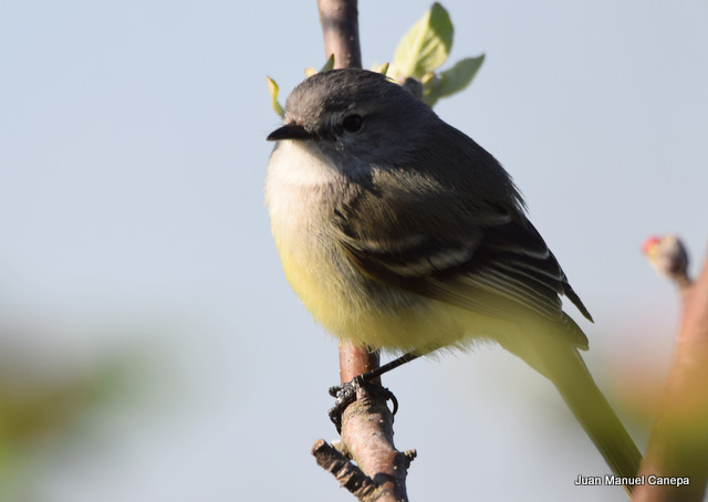 Photo Piojito Común