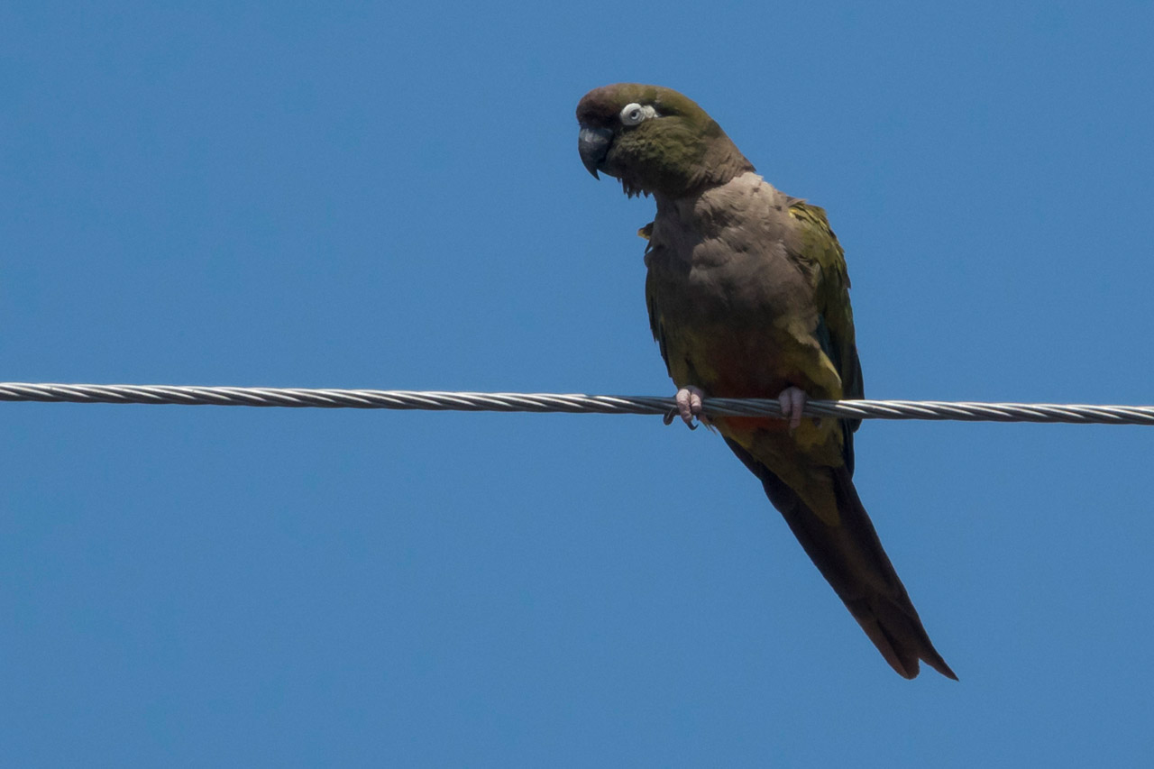 Foto Loro Barranquero