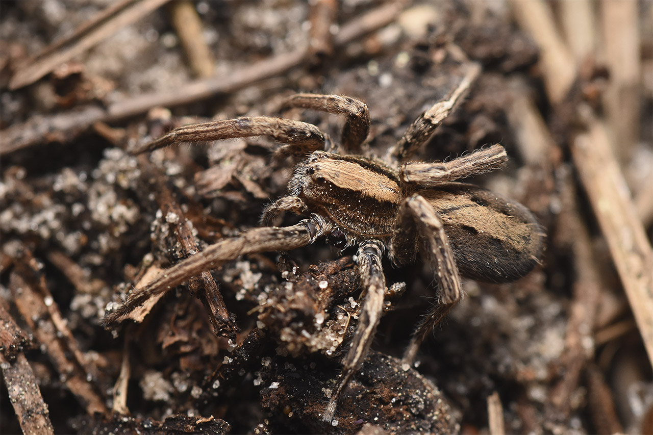 Foto Araña Deambuladora de Pastizal