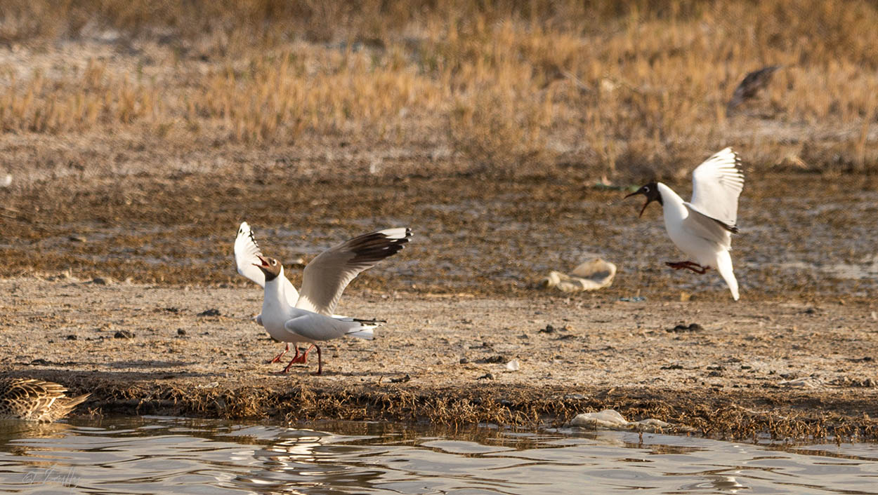 Photo Gaviota Capucho Café
