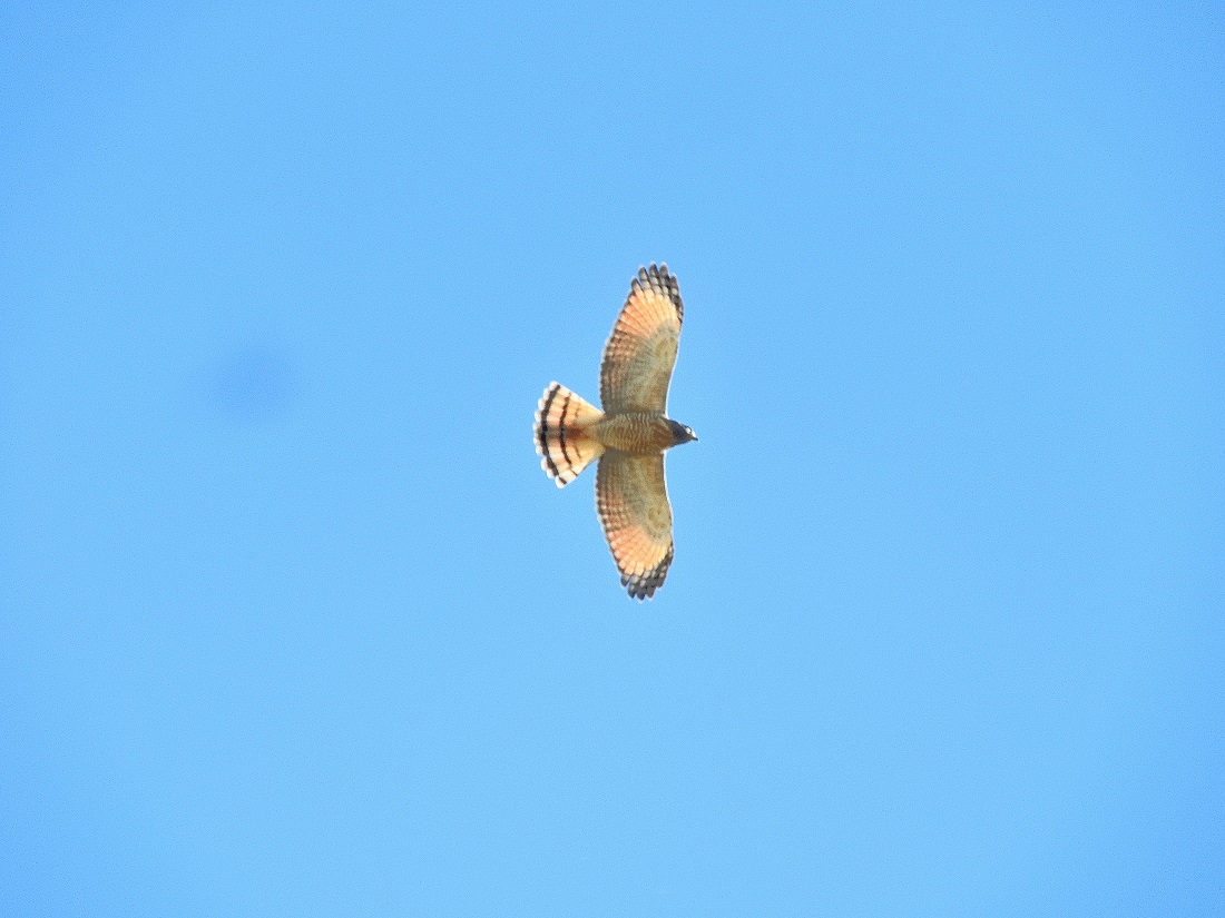 Foto Taguató Común