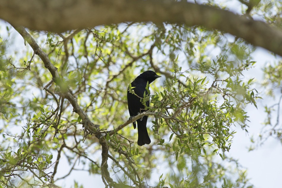Foto Tordo Pico Corto