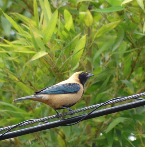 Foto Saíra Pecho Negro