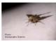 Autographa gamma