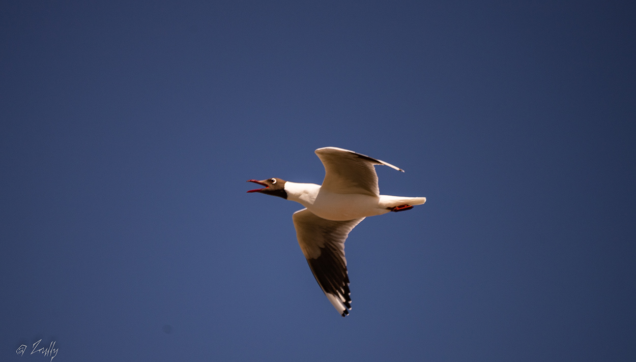Photo Gaviota Capucho Café