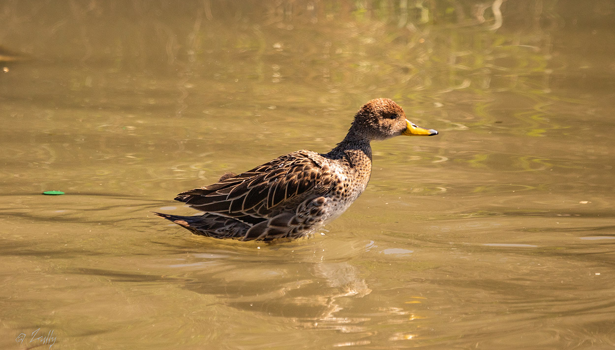 Photo Pato Maicero
