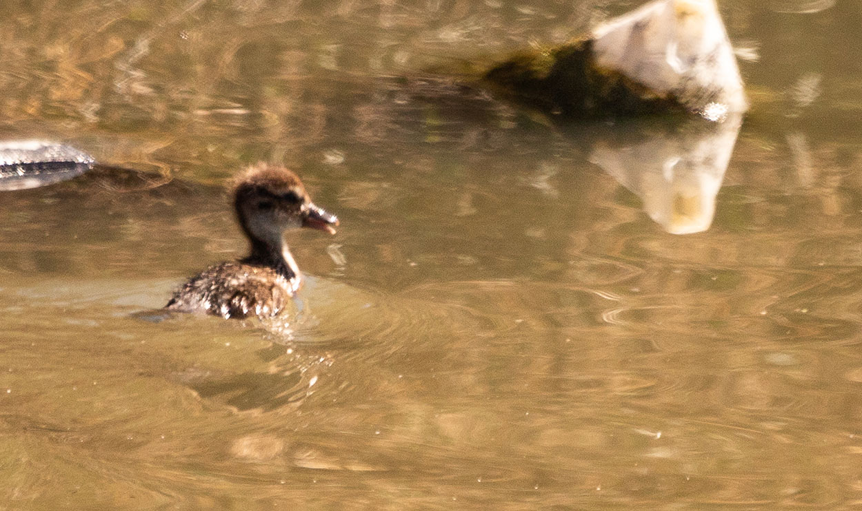 Photo Pato Maicero