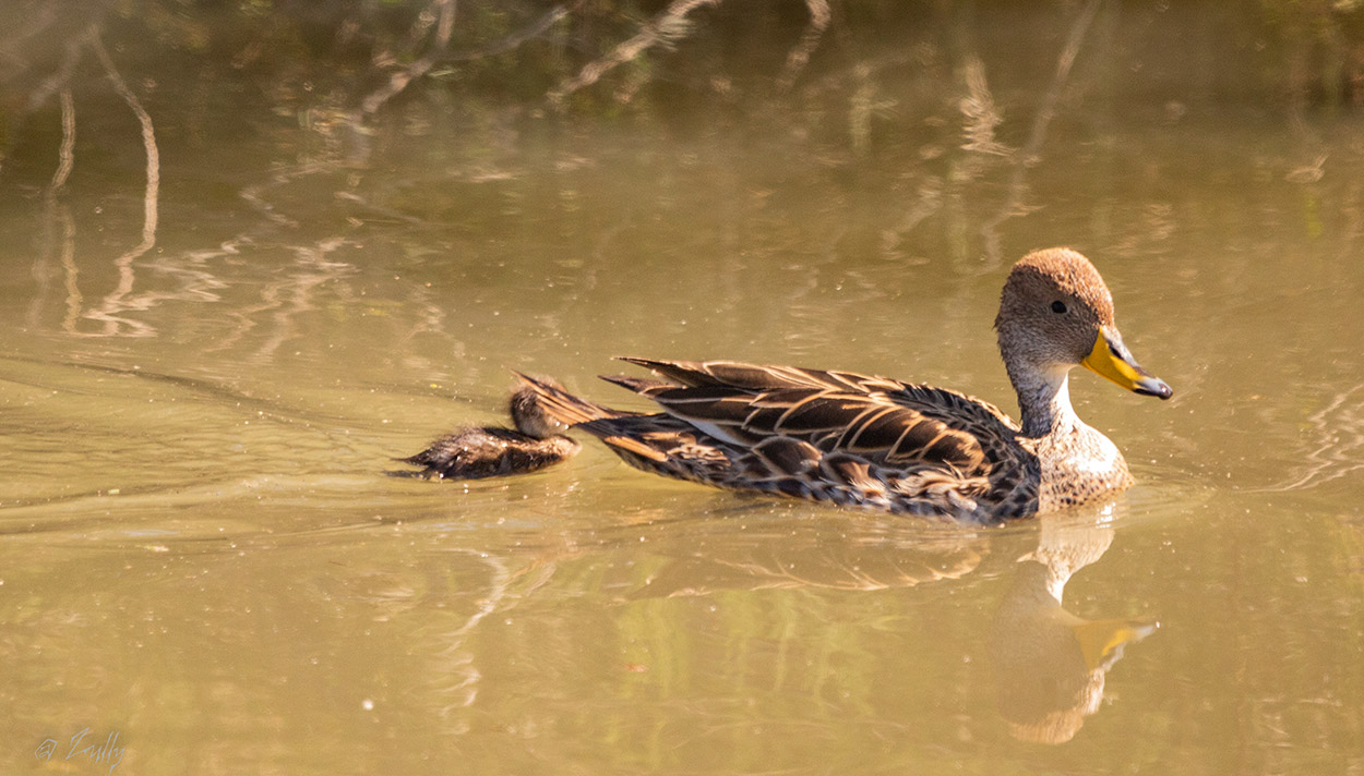 Photo Pato Maicero