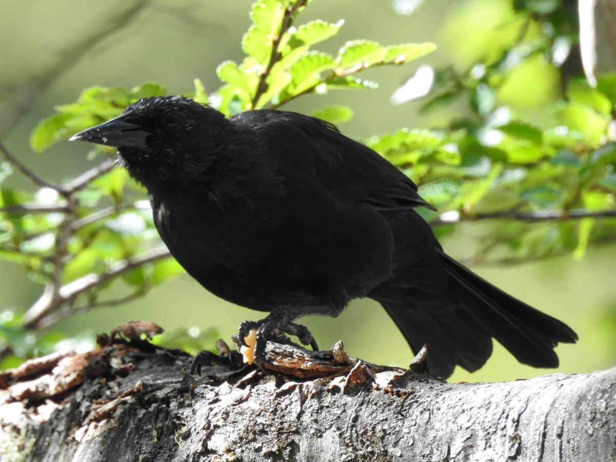 Foto Tordo Patagónico