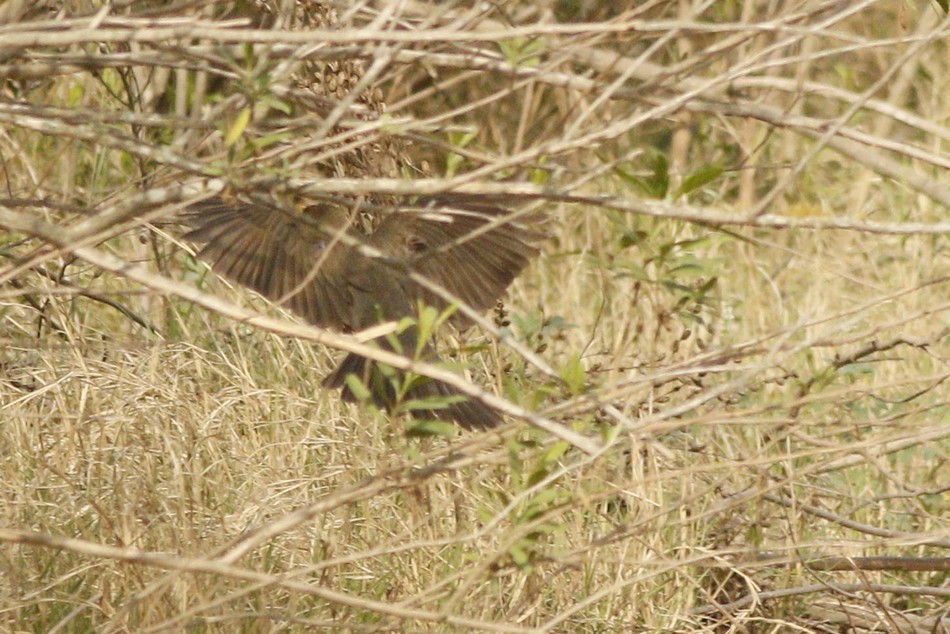 Foto Zorzal Chalchalero