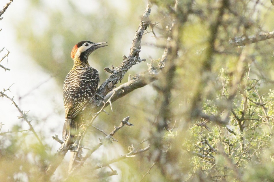 Foto Carpintero Real Común