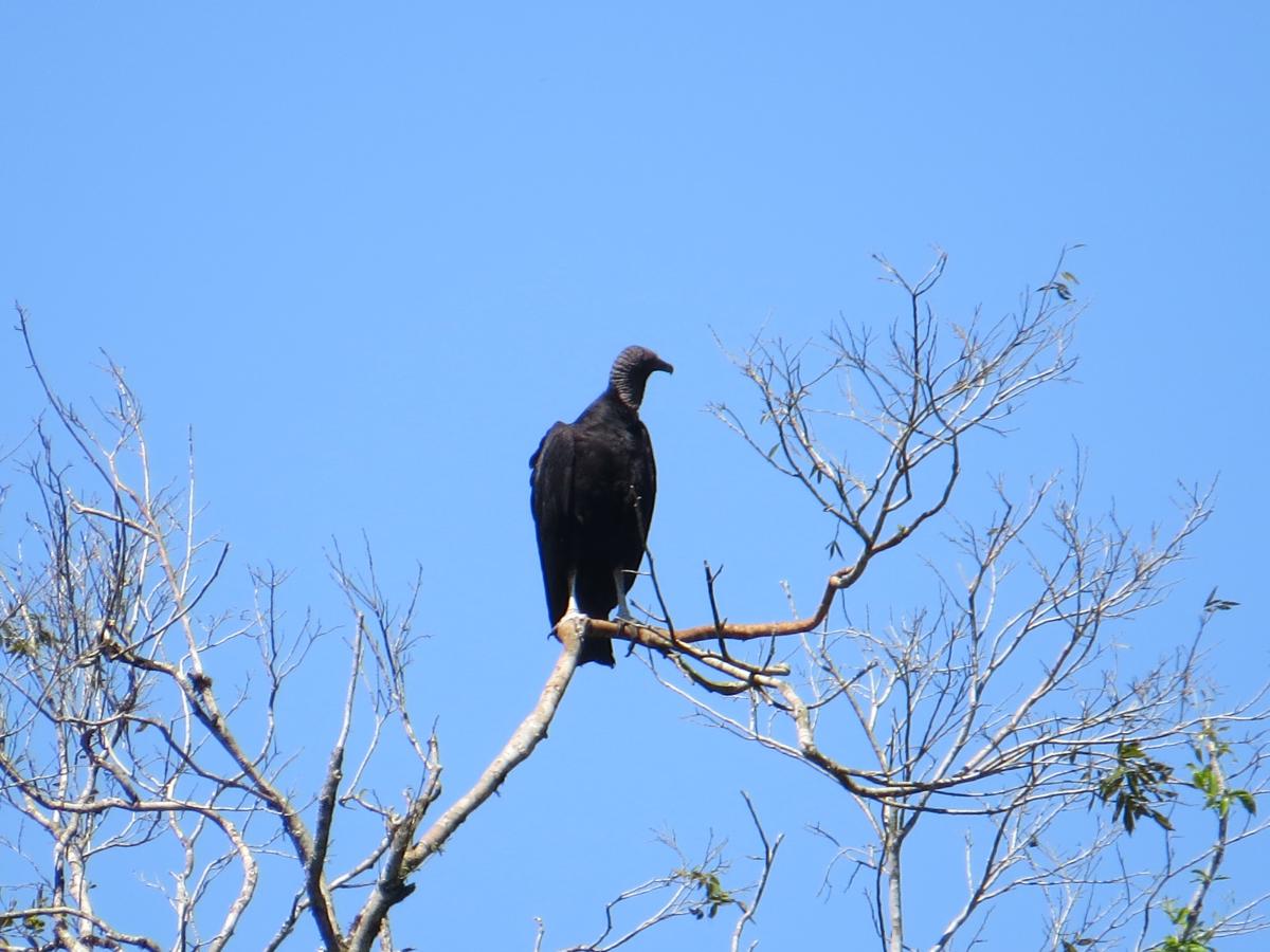 Photo Jote Cabeza Negra