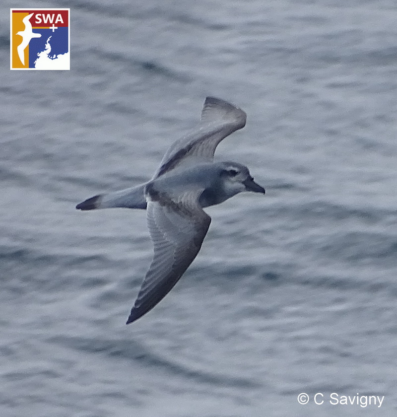 Foto Petrel Ballena Pico De Pato