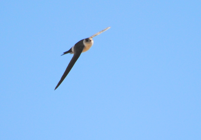 Photo Vencejo Blanco