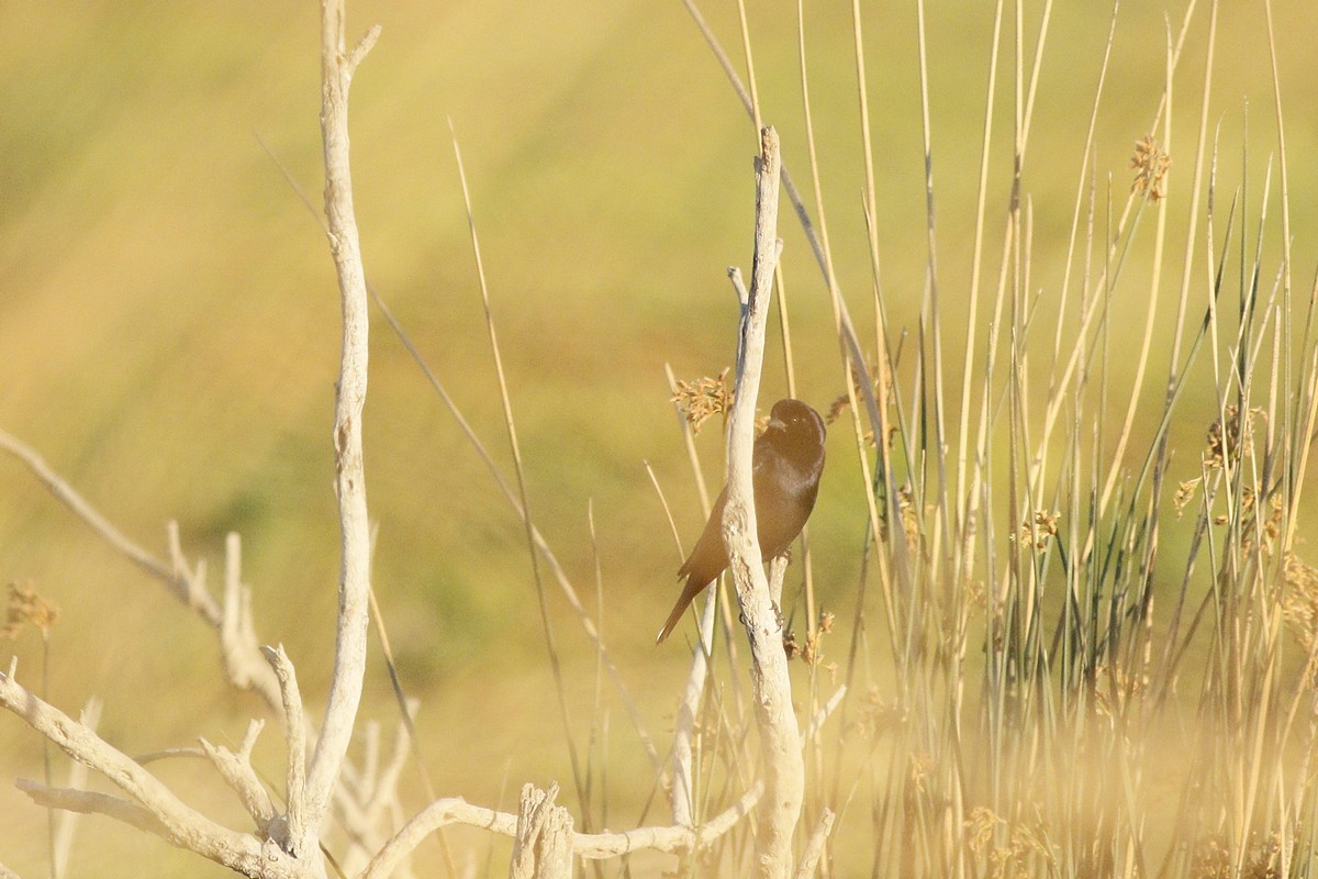 Foto Tordo Renegrido