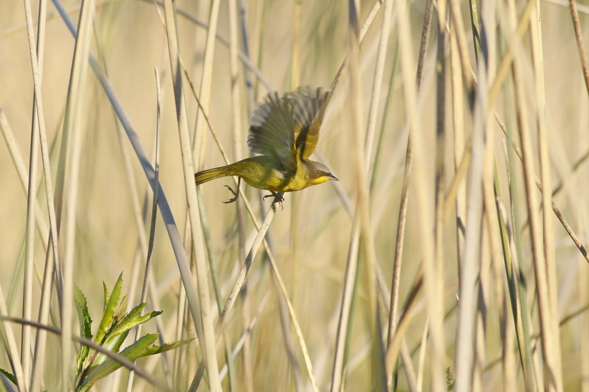 Foto Arañero Cara Negra