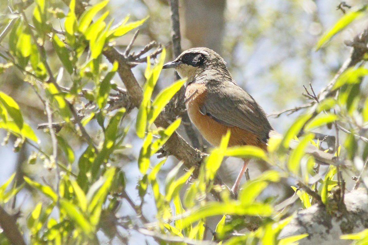 Photo Gallito de Collar