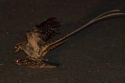 Foto Bacurau-tesoura