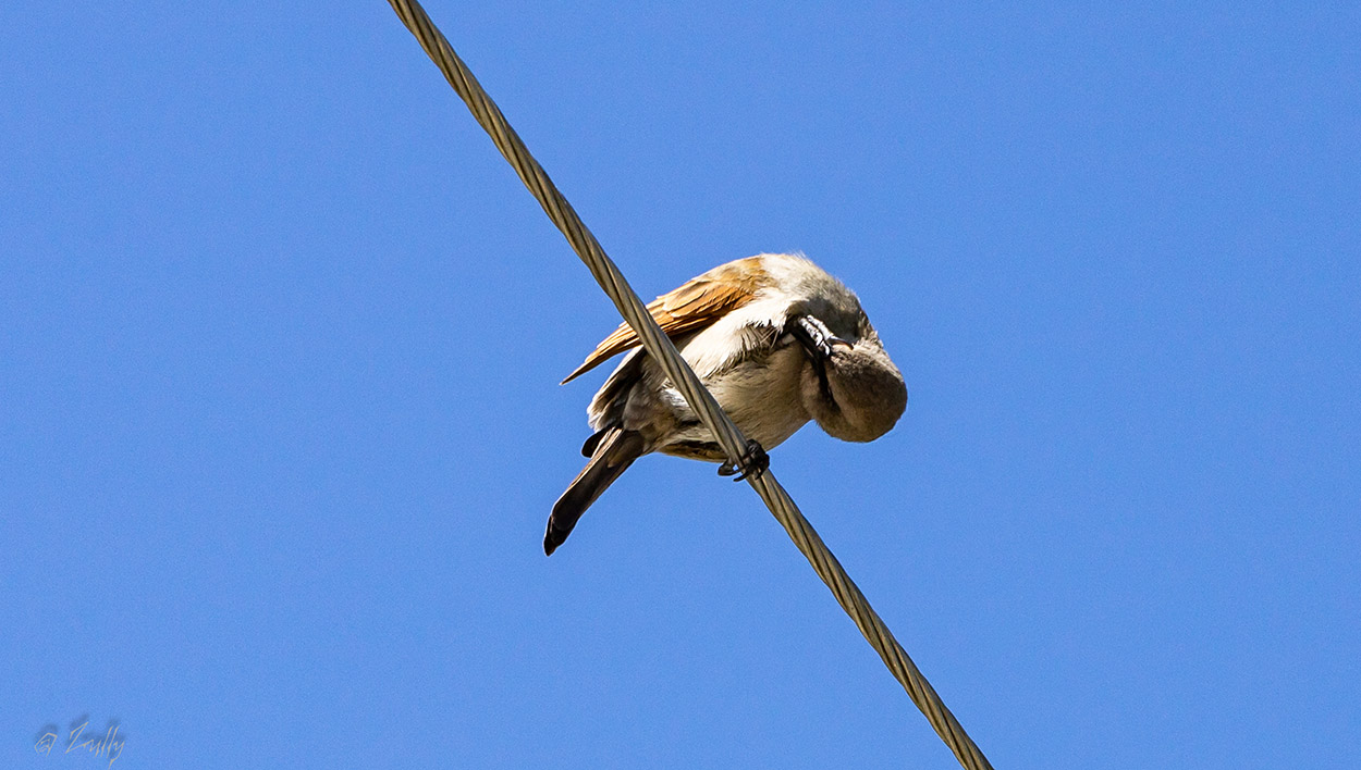Foto Tordo Músico