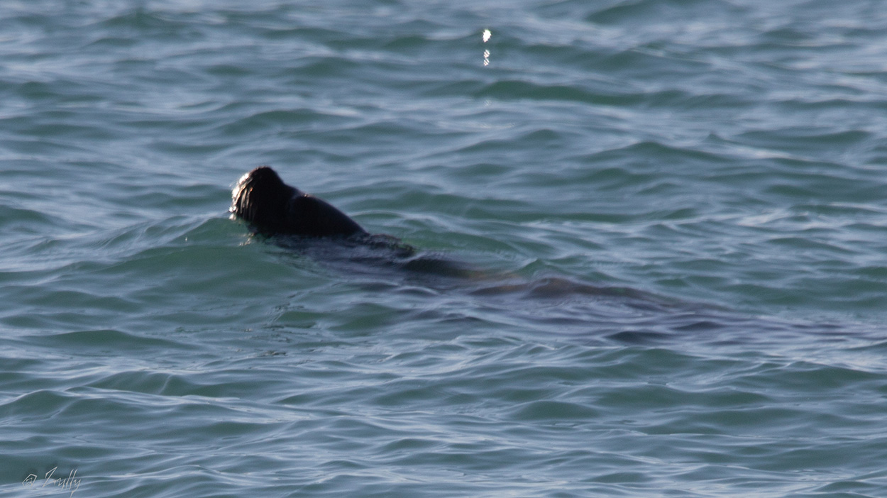 Foto Lobo Marino de Un Pelo