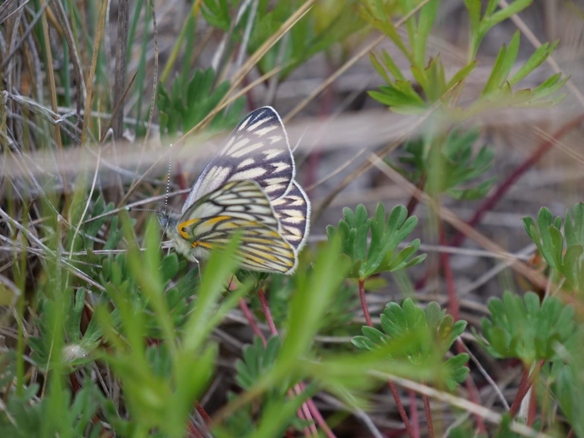 Foto Lechera Preandina