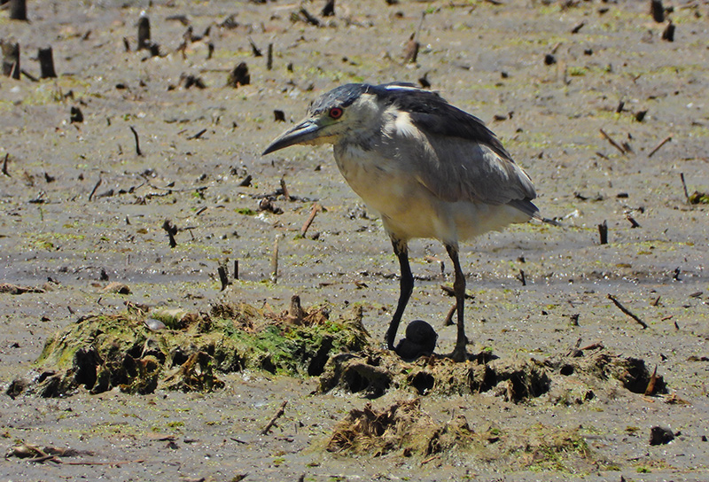 Foto Garza Bruja