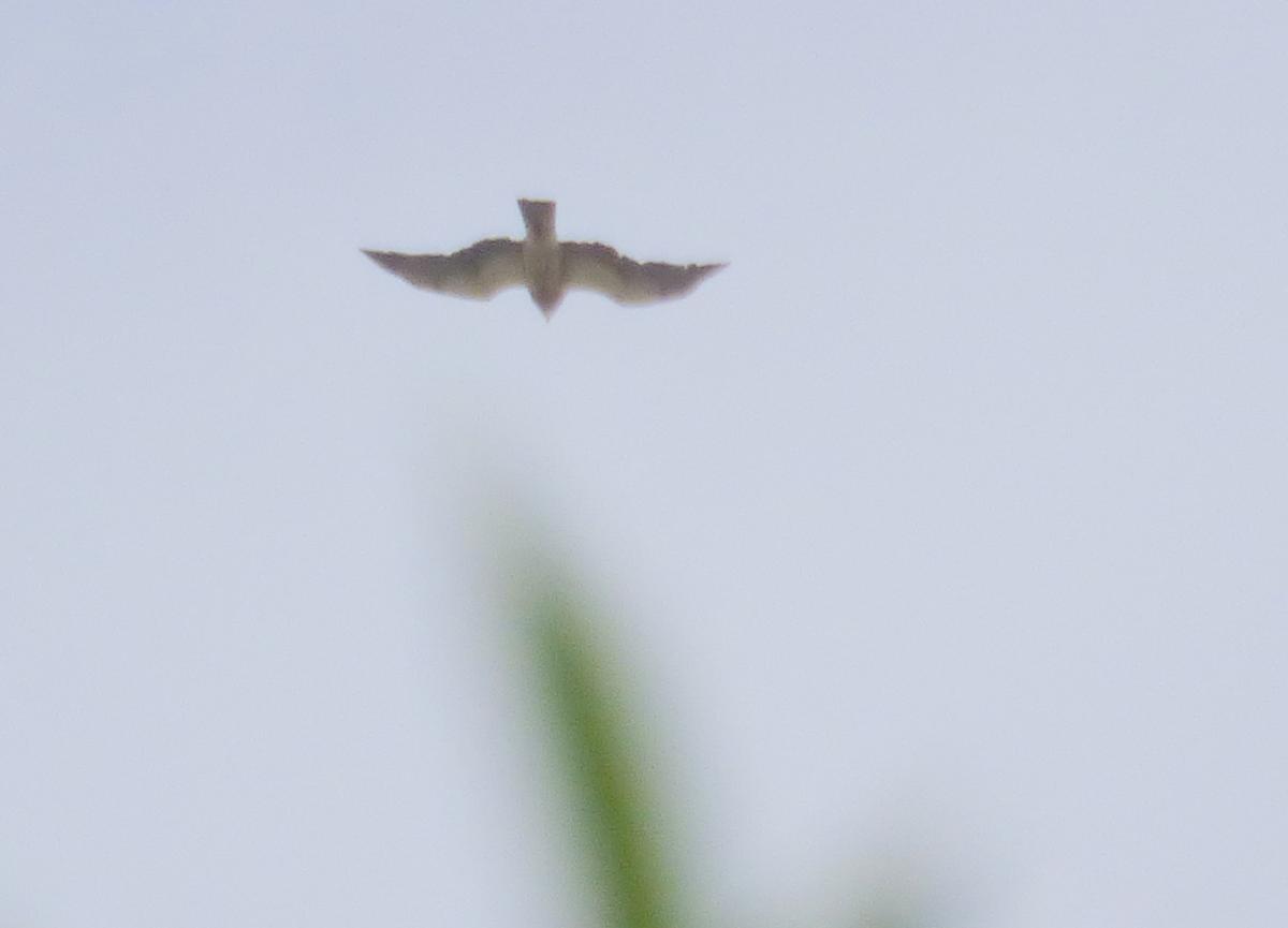 Photo Aguilucho Langostero