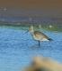 Limosa haemastica