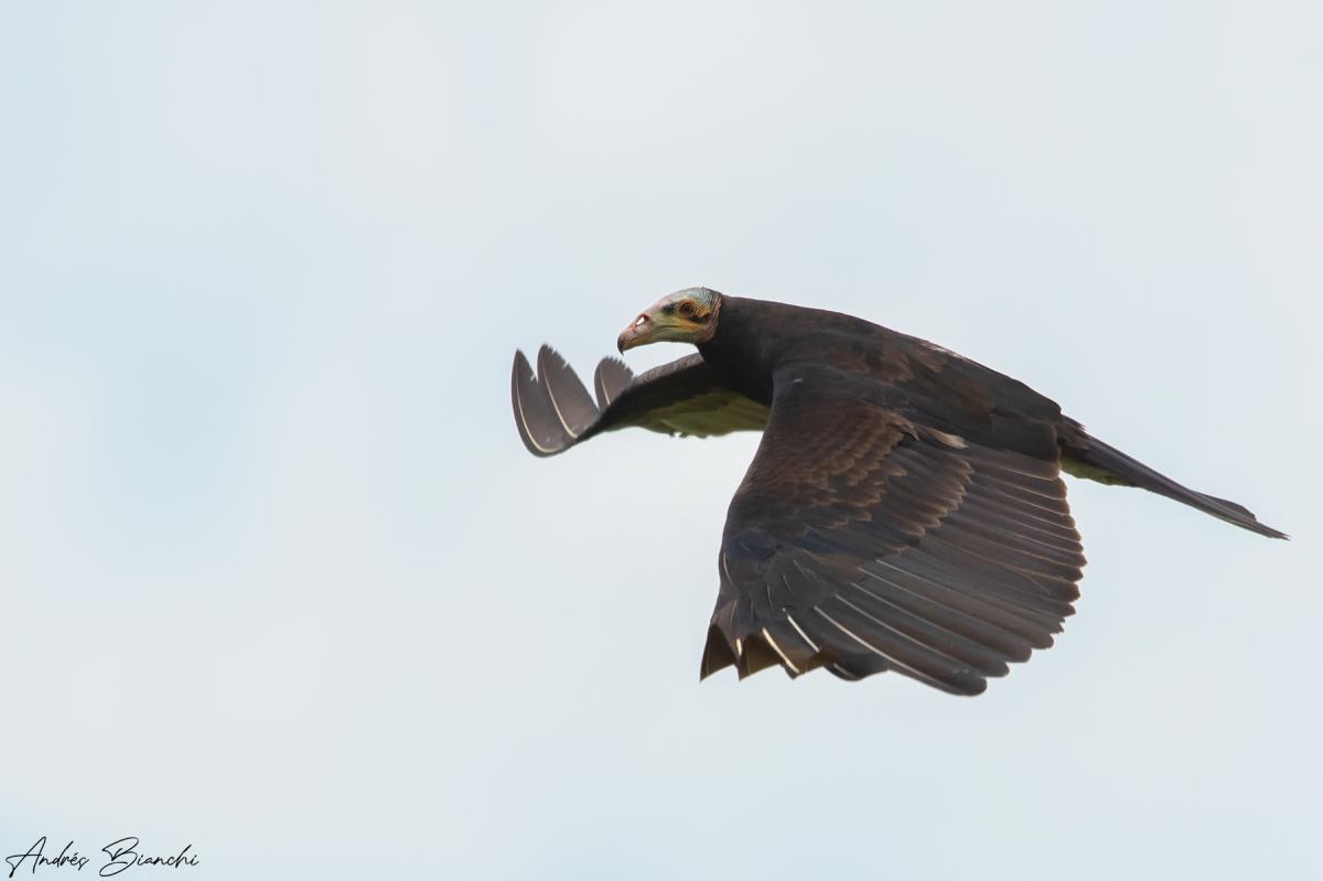 Foto Jote Cabeza Amarilla