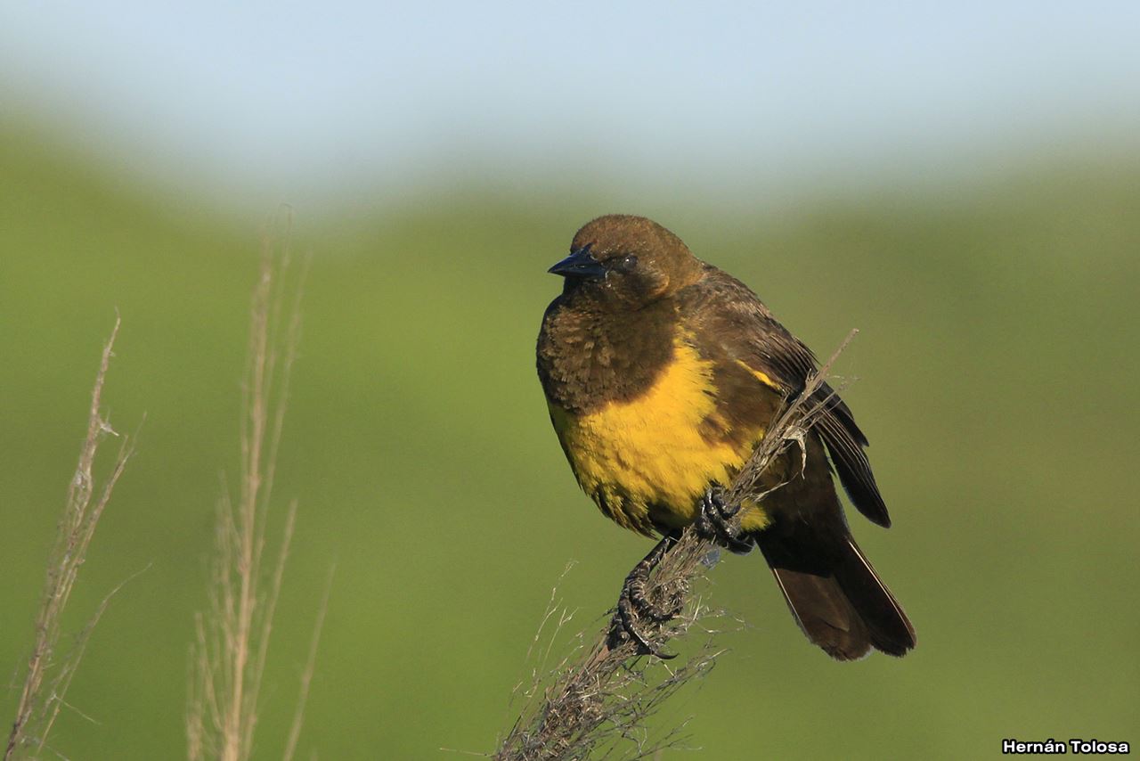 Foto Pecho Amarillo Común