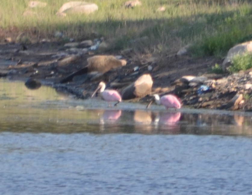 Photo Espátula Rosada