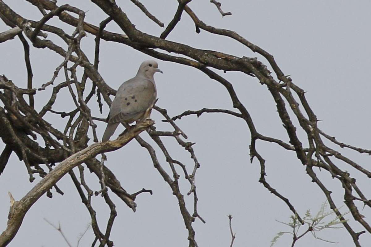 Photo Torcaza Común