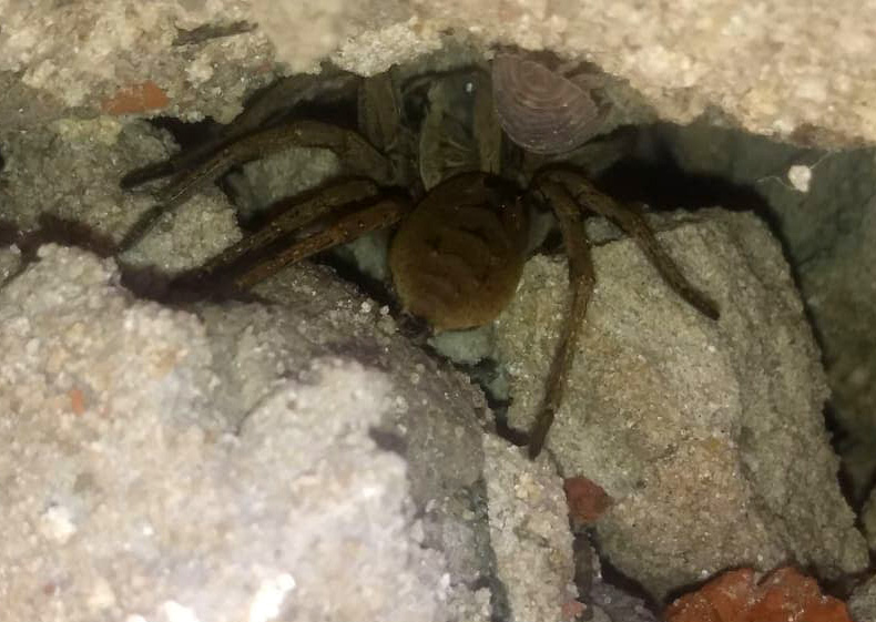 Photo Araña Lobo De Quelíceros Rojos