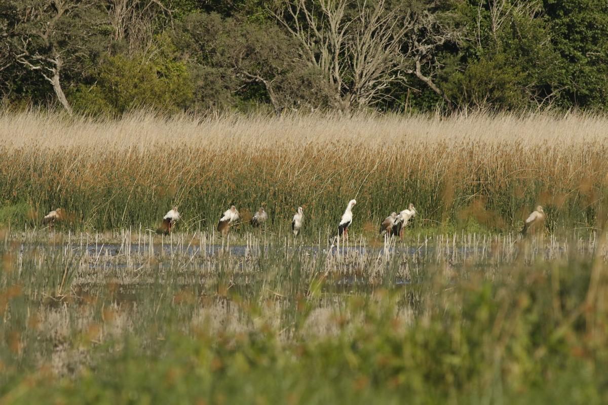 Photo Cigüeña Americana
