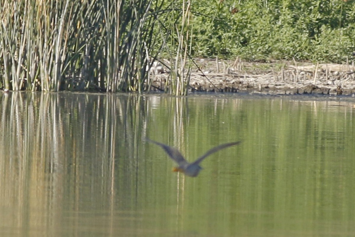 Foto Garcita Azulada