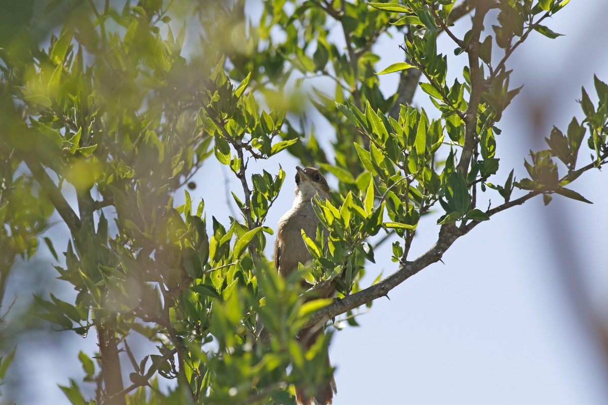 Foto Bandurrita Chaqueña