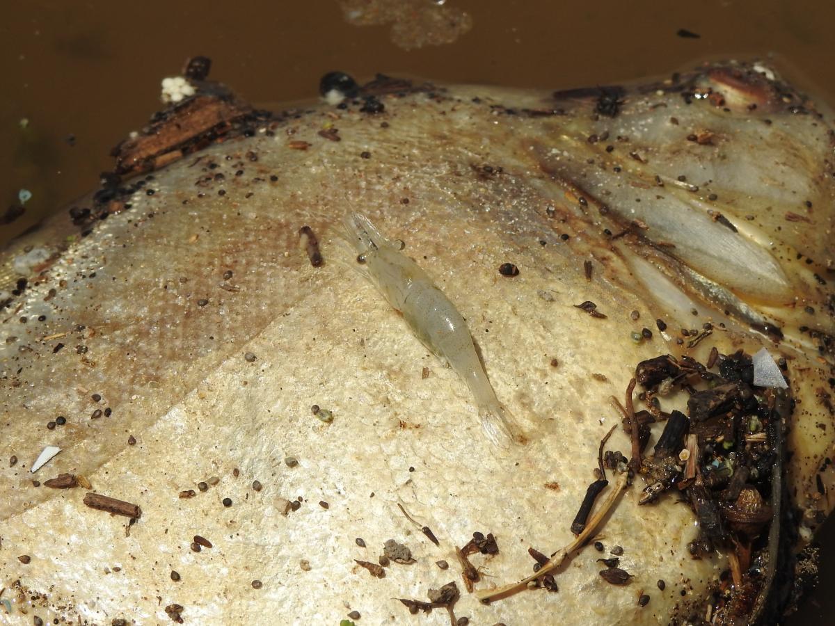 Foto Camarón Fantasma Argentino