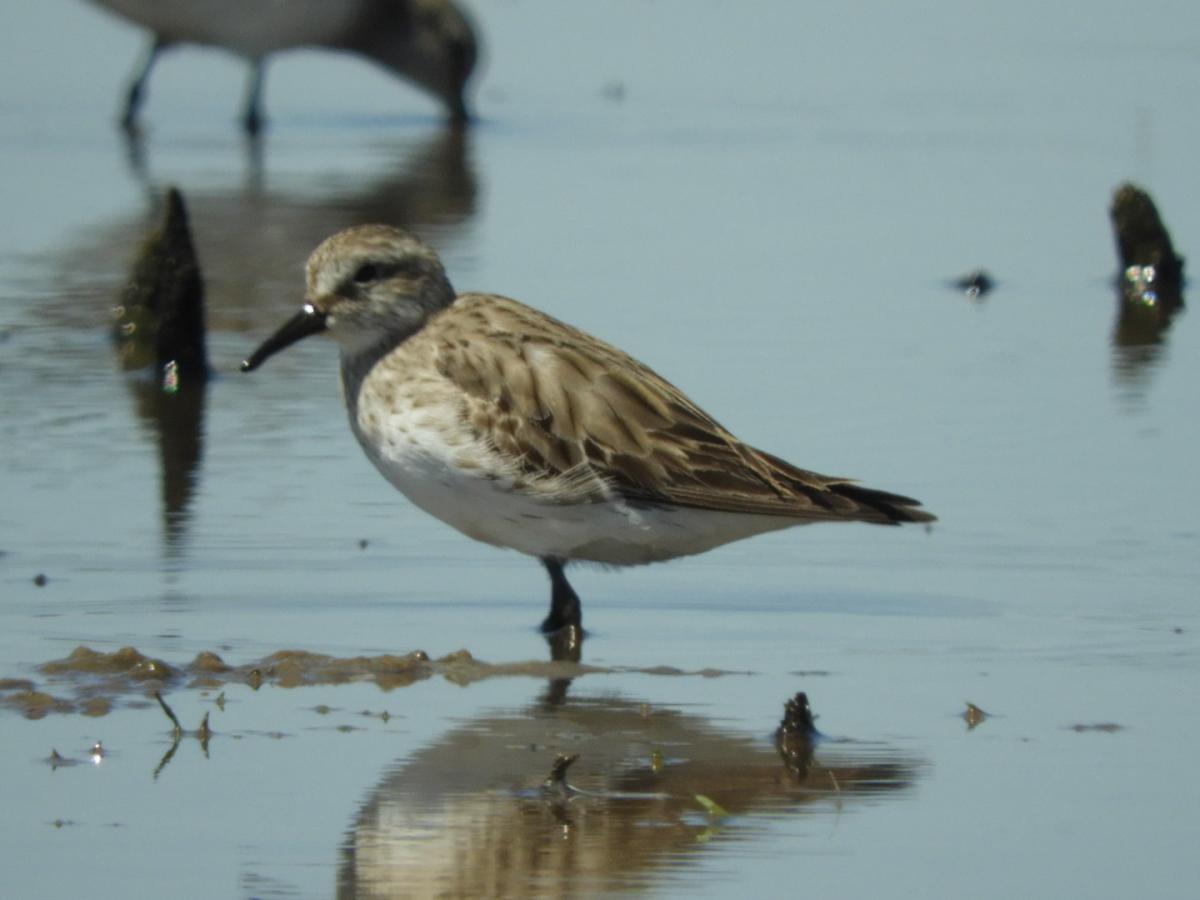 Foto Playerito Rabadilla Blanca