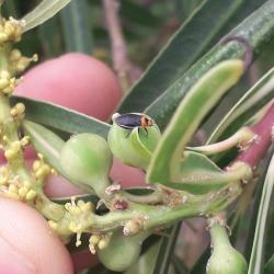  (Aspidobothrys ruficeps)